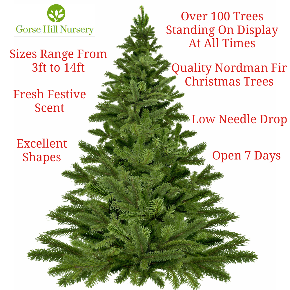 Xmas Trees.png